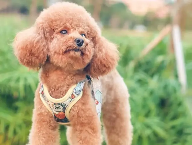 supplier